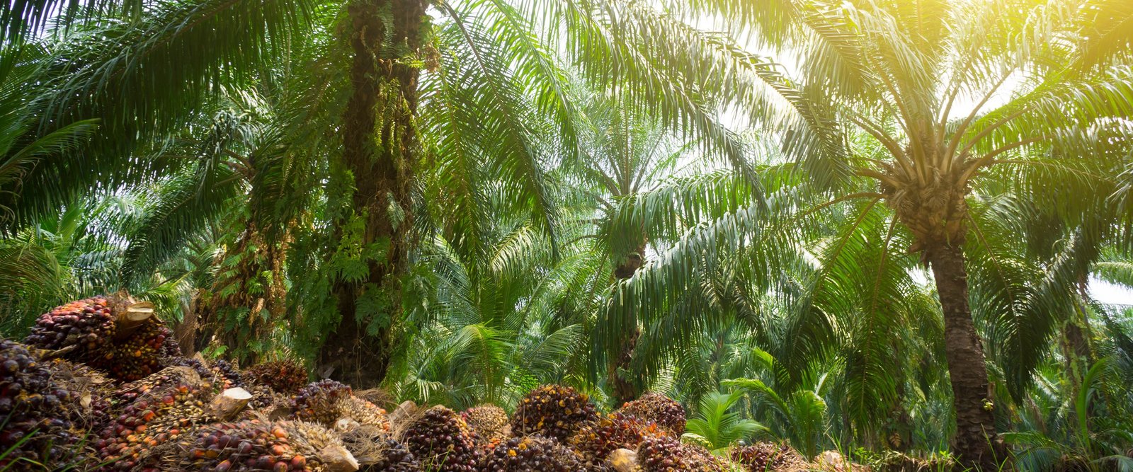 Sous Section Image 1